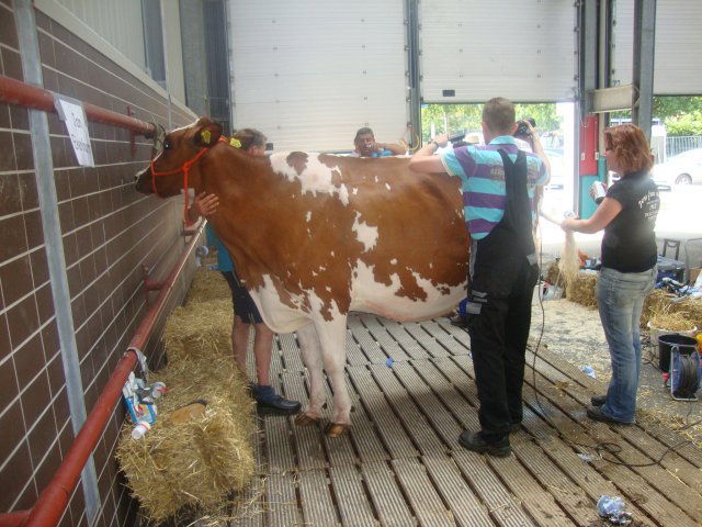 OV Nueva - Kampioen roodbont oud NRM 2010 + 2012